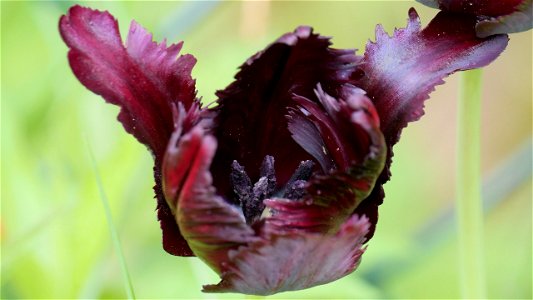"Fledermaus"-Tulpe