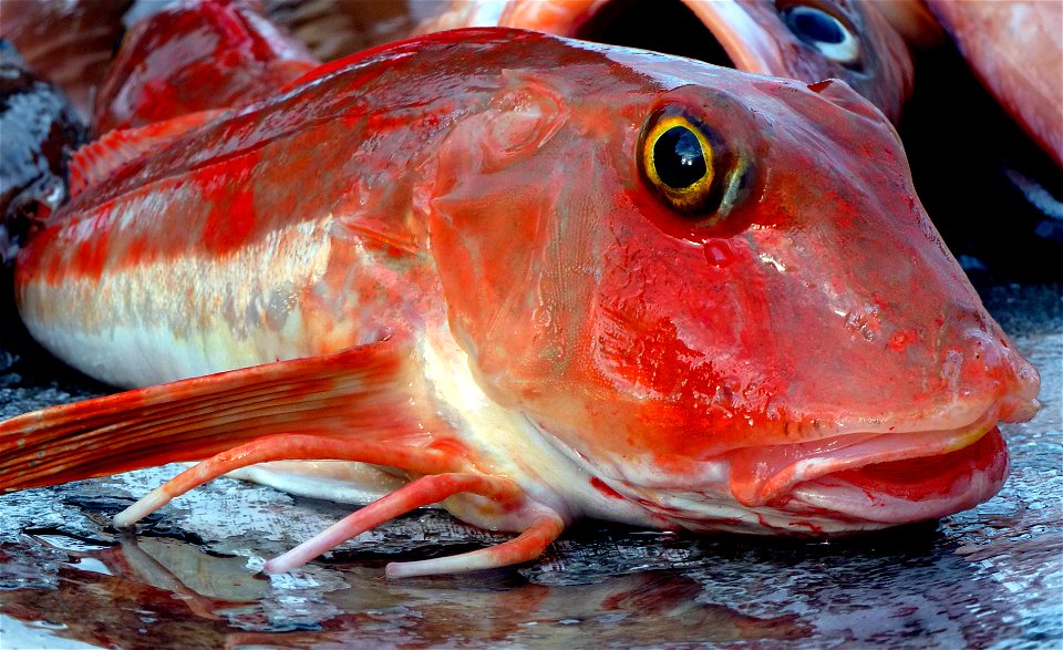 Red gurnard.