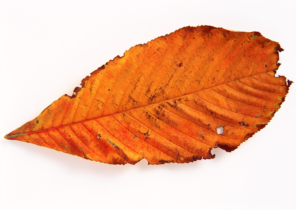 Golden isolated fallen cherry leaf