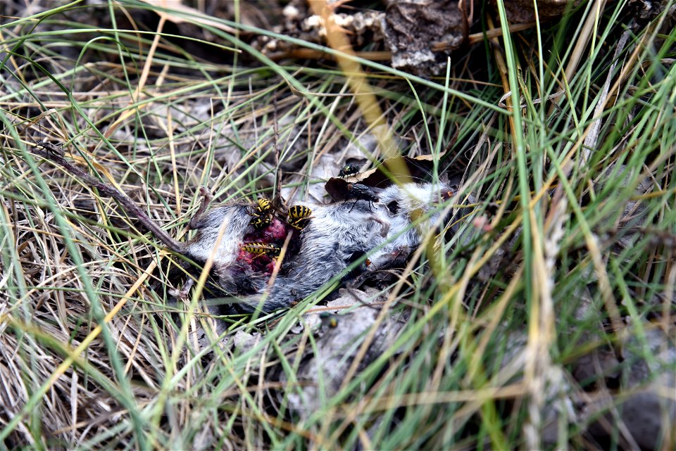 Yellow jackets feeding on a mouse carcass