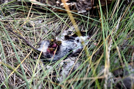 Yellow jackets feeding on a mouse carcass