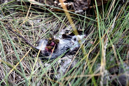 Yellow jackets feeding on a mouse carcass photo