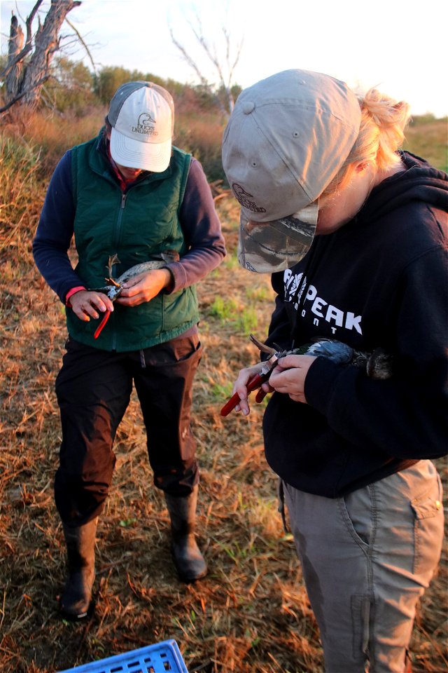 Biotechnicians Banding Ducks on Lake Andes; Lake Andes National Wildlife Refuge