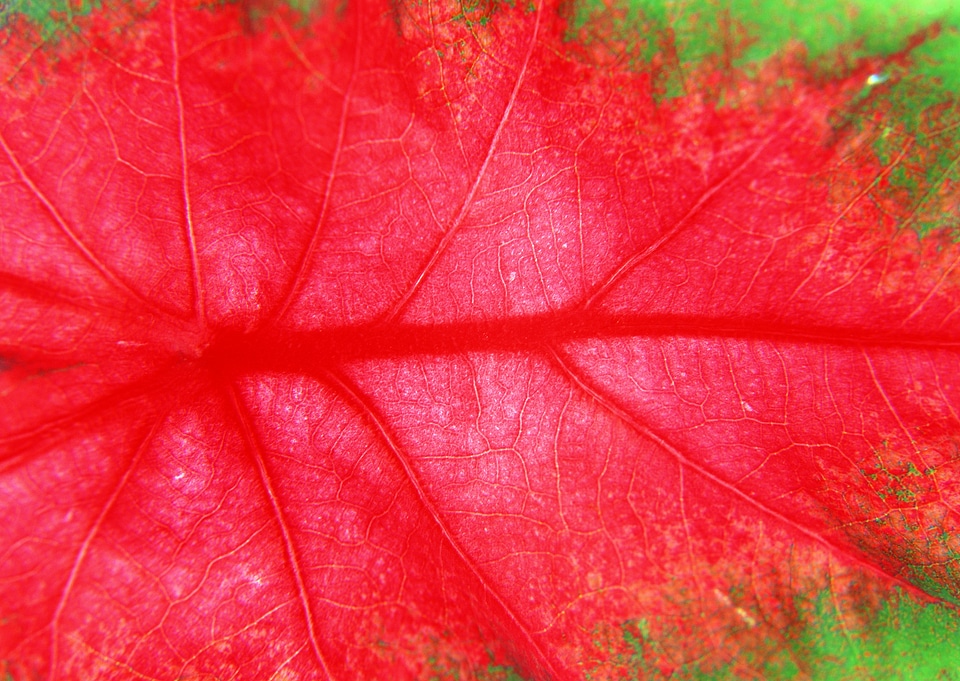 beautiful red leaf texture