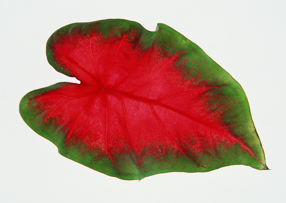Queen of the Leafy Plants Scientific name is Caladium