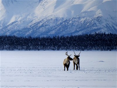 Two Caribou