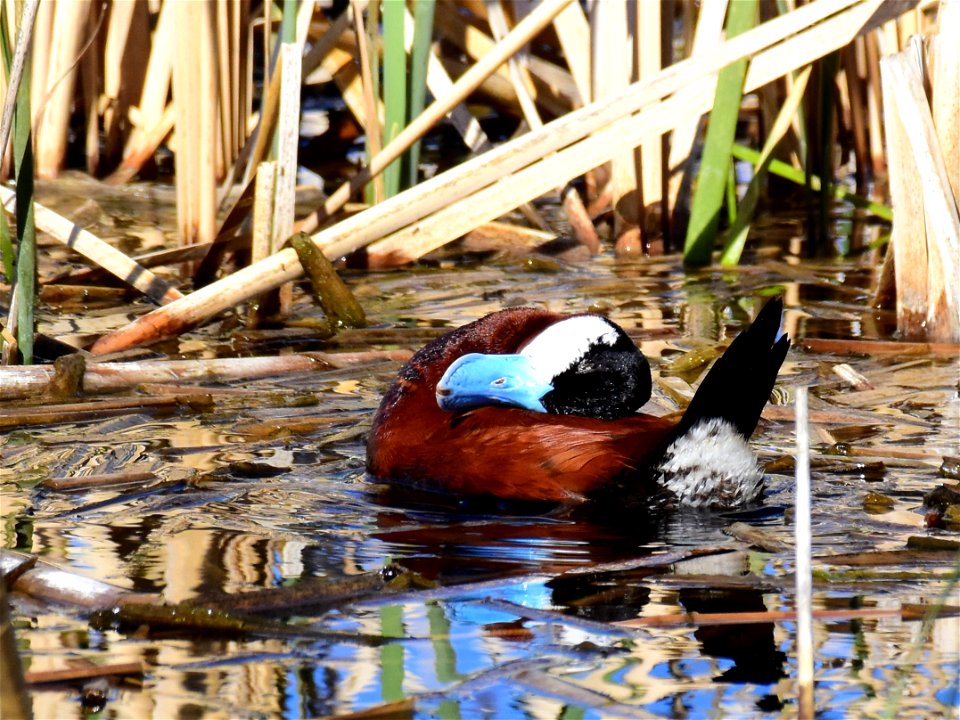 Ruddy duck at Seedskadee National Wildlife Refuge