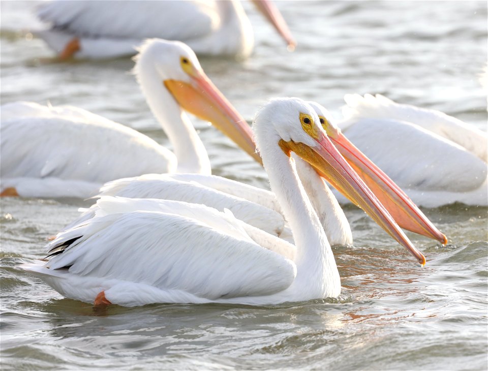 175 - WHITE PELICAN (12-17-2021) 4th street, goose island, refugio co, tx -03