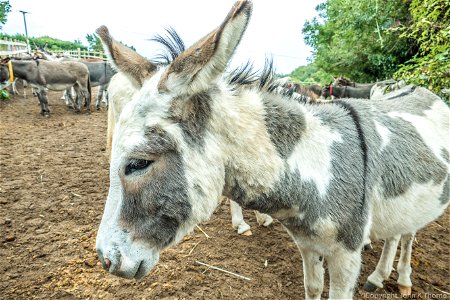 Sidmouth Donkey Sanctuary