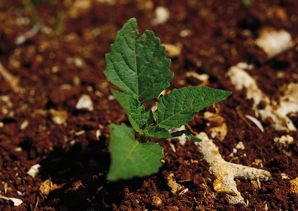 wild Sprout growing in the soil