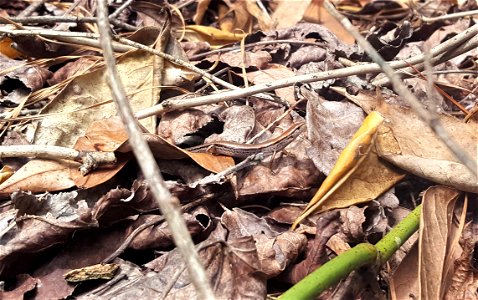 PutLane ground skink ncwetlands SK photo