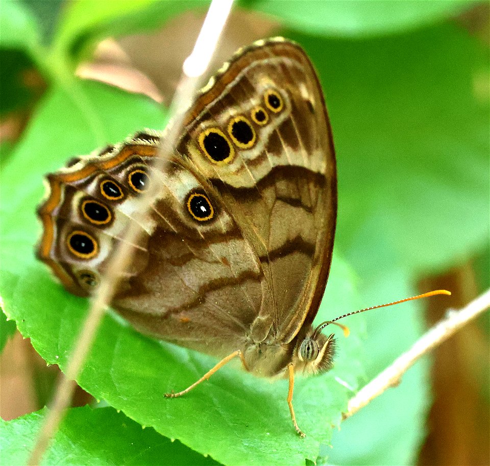 PEARLY-EYE, SOUTHERN (Enodia portlandia) (05-23-2023) neusiok trail south from rte 101, craven co, nc -03