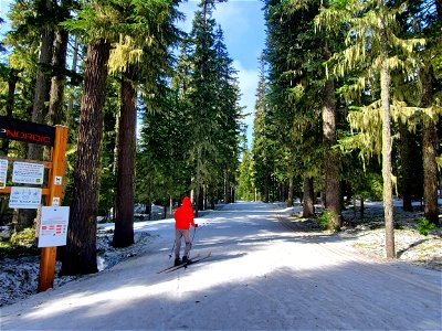 Teacup Nordic Ski Trail, Mt. Hood National Forest