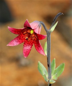 Lilium bolanderi (Bolander's Lily) (06-29-2022) low divide road, smith river rec area, del norte co, ca -01