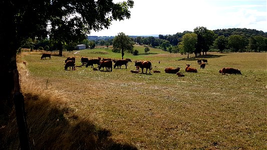 Vaches de Salers au pré