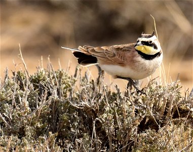 Horned Lark at Seedskadee National Wildlife Refuge