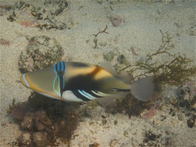 Rhinecanthus aculeatus 5