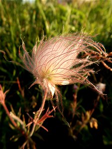 Prairie smoke photo