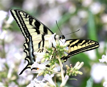 SWALLOWTAIL, WESTERN TIGER (Papilio rutulus) (6-28-2021) mile 10, jct of jawbone road & bear basin road, smith river nat rec area, del norte co, ca (2)