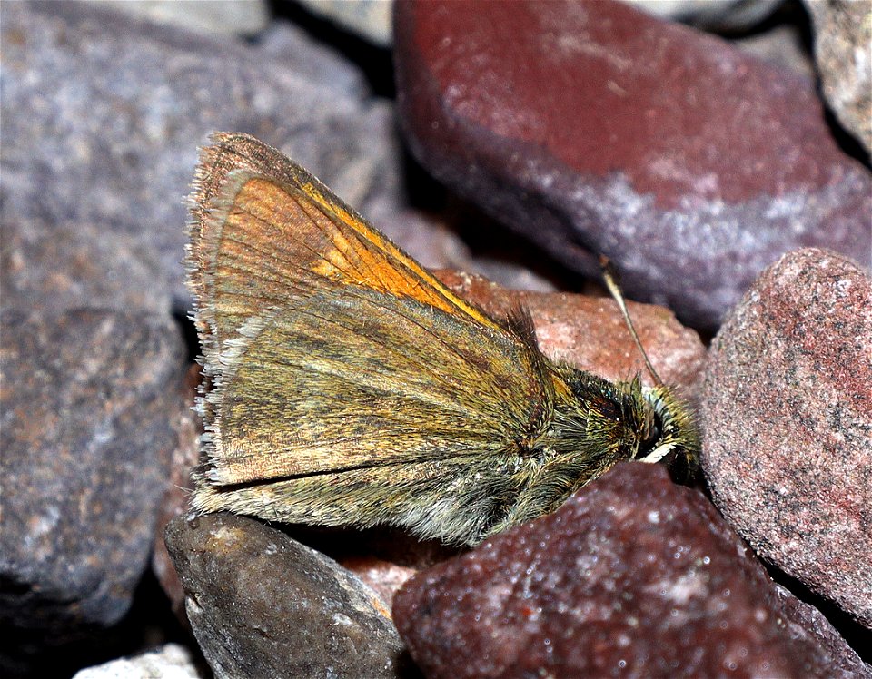 SKIPPER, TAWNY-EDGED (Polites themistocles) (07-09-2022) teton co, mt -01