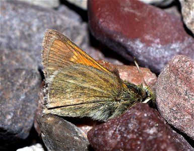 SKIPPER, TAWNY-EDGED (Polites themistocles) (07-09-2022) teton co, mt -01