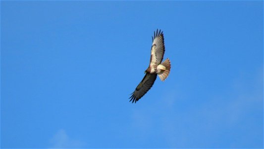 Red-tailed Hawk