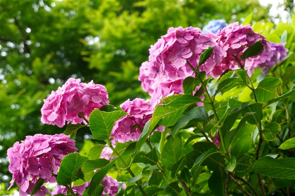 Hydrangea photo