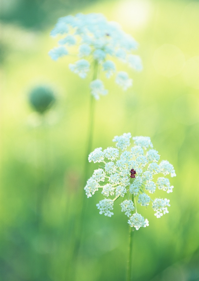 Summer wildflowers Cow Parsley during sunrise
