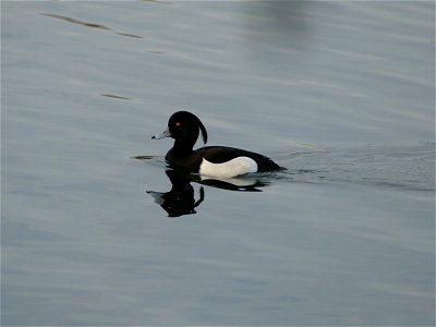 Male Tufted Duck photo