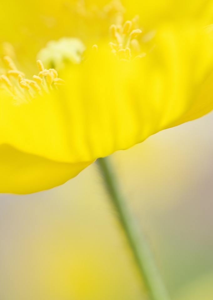 meadow yellow flower close-up