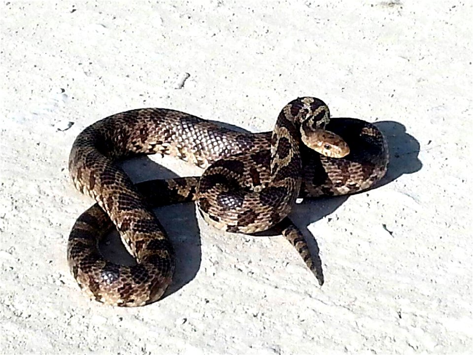 Western Fox Snake