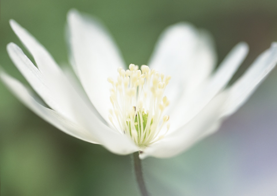 Summer wildflowers background