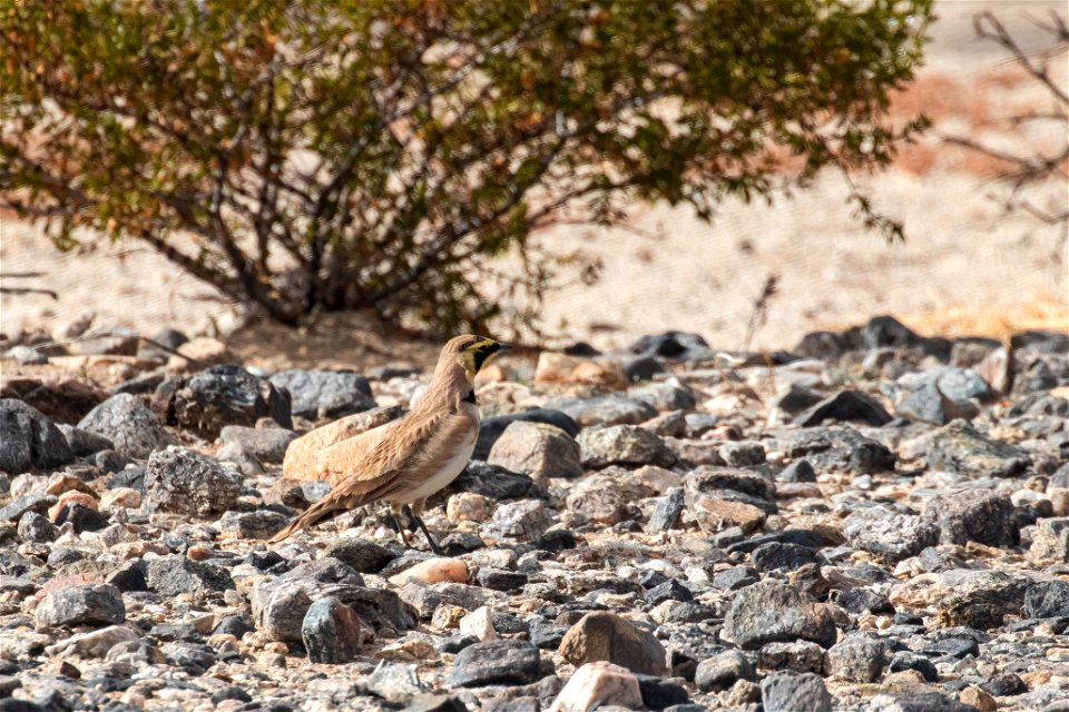 Horned Lark (Eremophila alpestris)