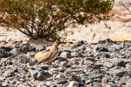 Horned Lark (Eremophila alpestris) photo