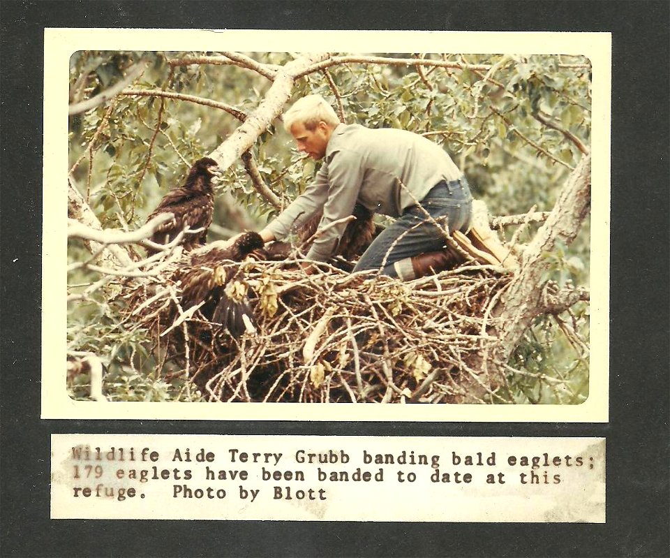 (1968) Banding Bald Eaglets