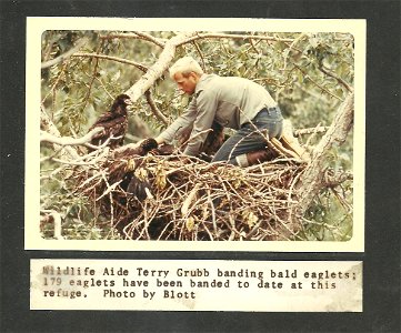 (1968) Banding Bald Eaglets photo