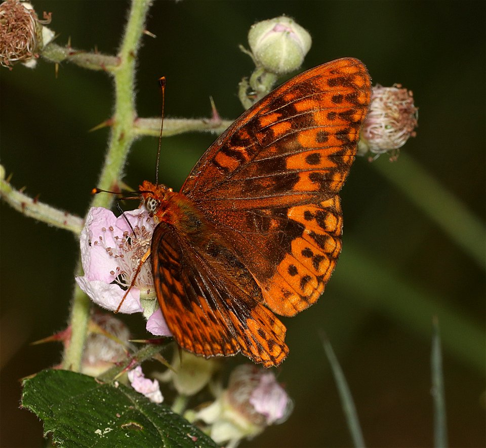 FRITILLARY, HYDASPE (Speyeria hydaspe) (07-31-2022) titlow road, humboldt co, ca -02