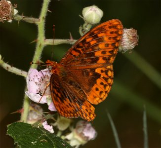 FRITILLARY, HYDASPE (Speyeria hydaspe) (07-31-2022) titlow road, humboldt co, ca -02