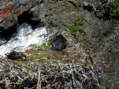 Golden Eagle nest