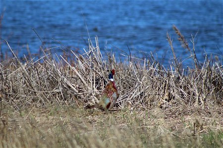 Ring-Neck Pheasant Lake Andes Wetland Management District South Dakota photo