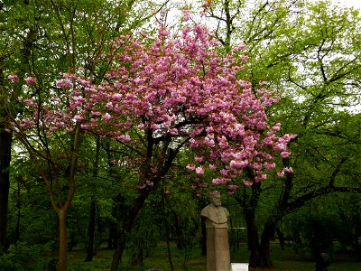 Herestrau Park in spring (71) photo