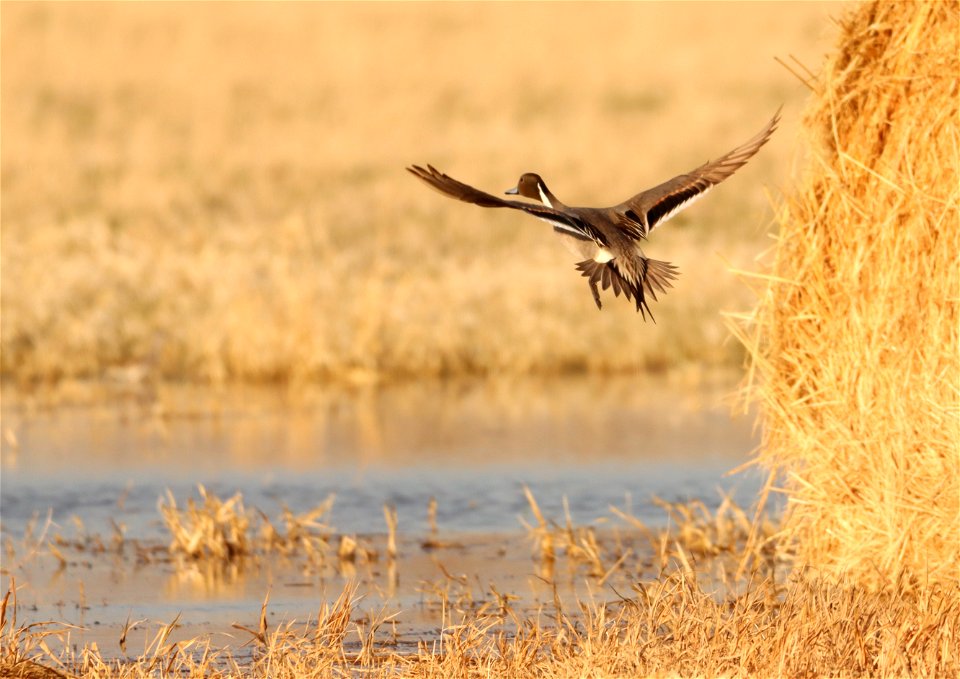 Northern Pintail Drake Huron Wetland Management District photo