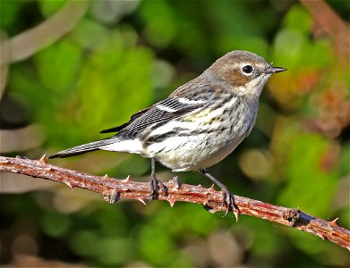 835 - YELLOW-RUMPED WARBLER (10-16-2021) myrtle, crescent city, del norte co, ca -01