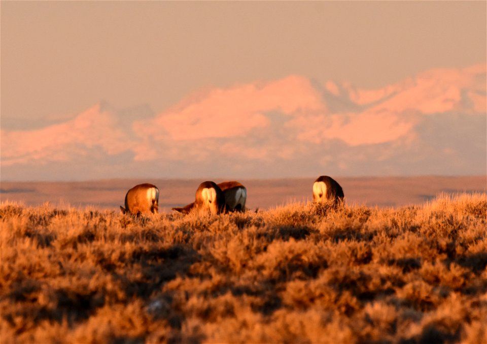 Mule deer at Seedskadee National Wildlife Refuge