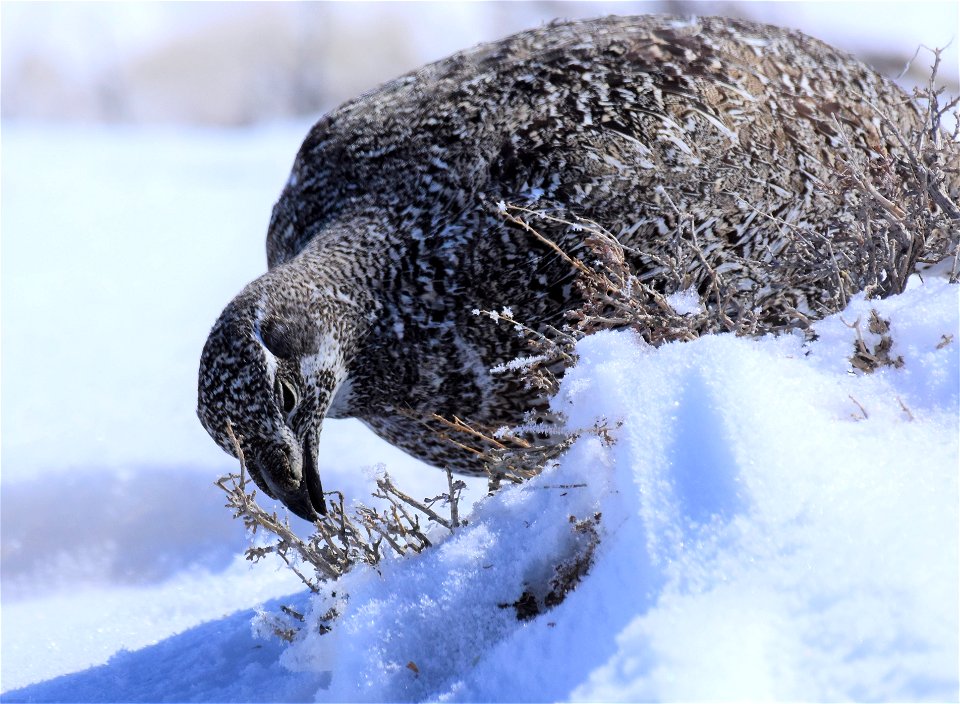 Greater sage-grouse on Seedskadee National Wildlife Refuge