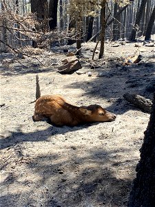 Lone Elk Calf in Severely Burned Area photo