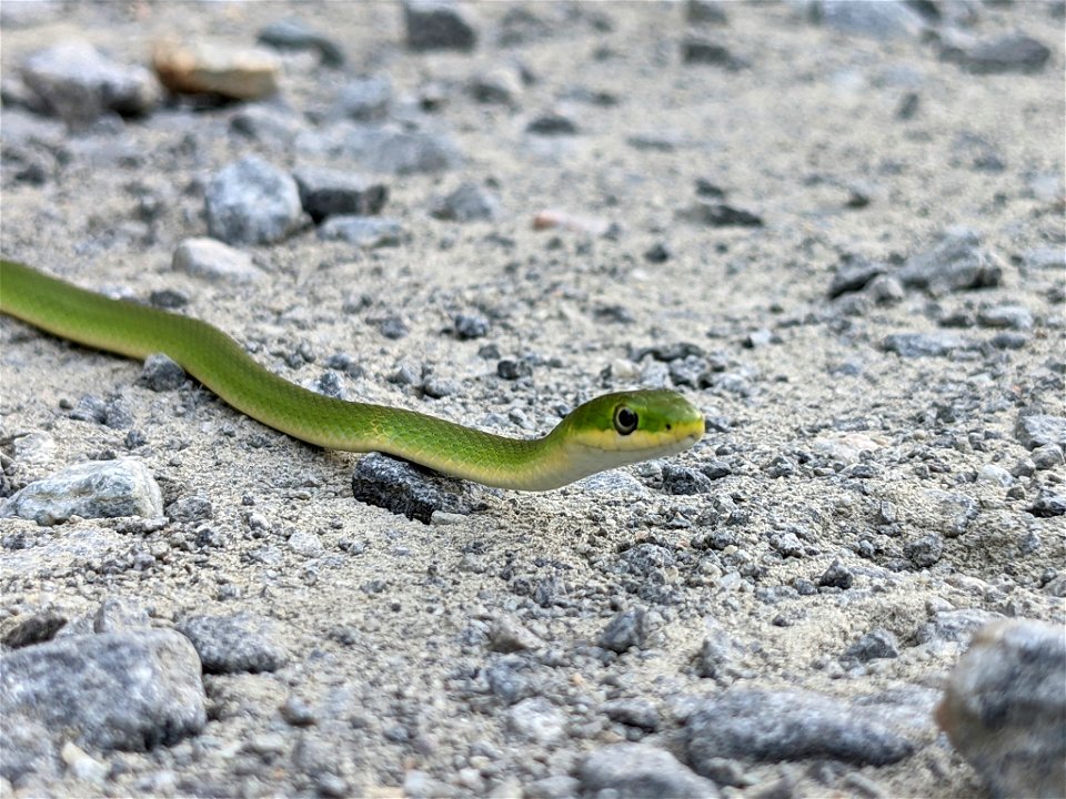 Rough Green Snake