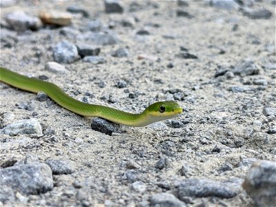 Rough Green Snake