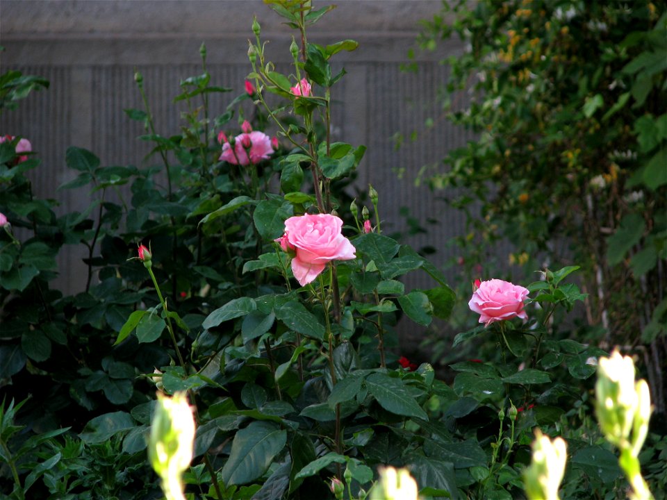 flAviatiei2009_0521_073329