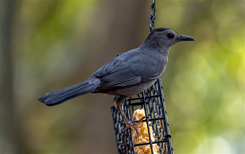 Day 142 - Catbird photo